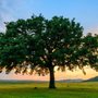 Photo of Brown's Tree Service