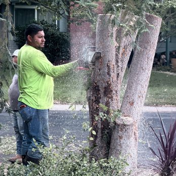 Del Cid Tree Service - Landscaping Near Me Del Cid Tree Service - Landscaping Near Me