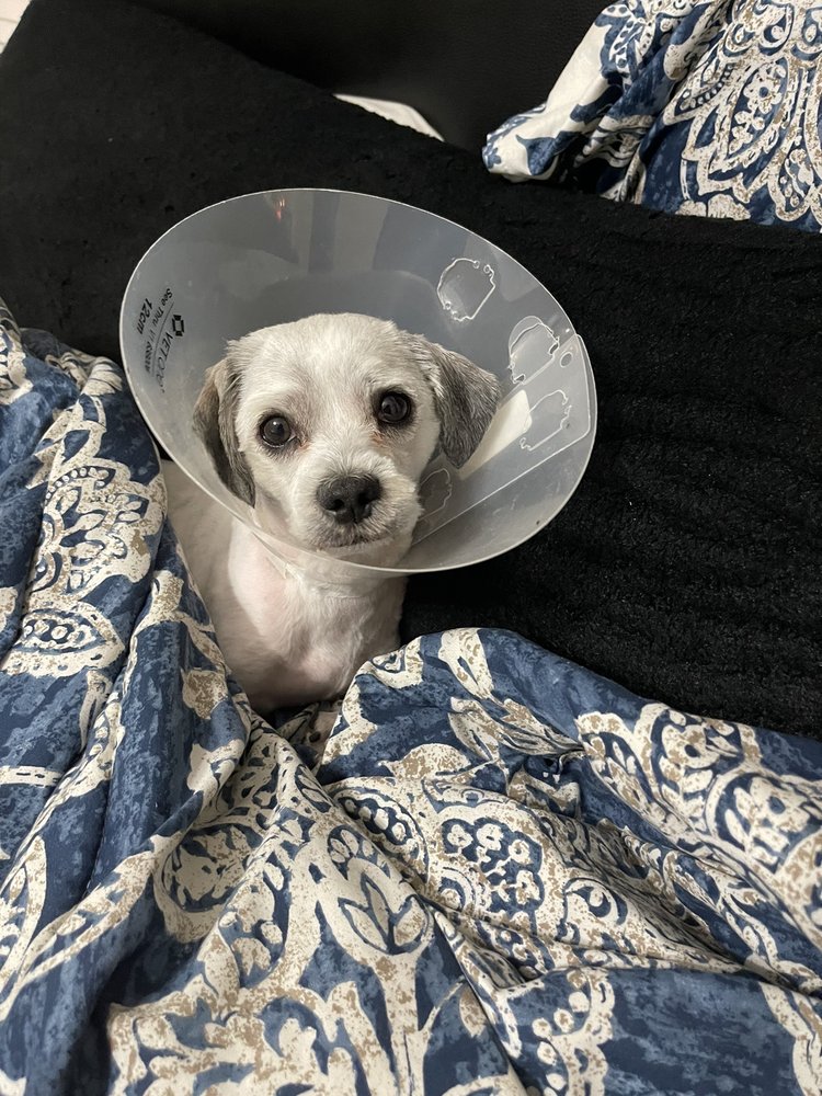 PETCO 23 Reviews 1014 Glenbrook Way, Hendersonville, Tennessee