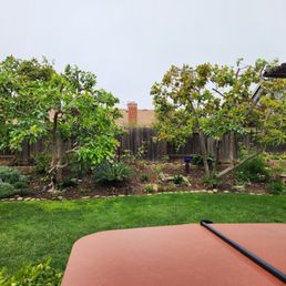 These avacado trees never looked so good!