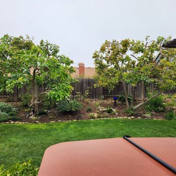 Jorge Salinas Tree Service - These avacado trees never looked so good! - Tree Services Near Me - Ventura, California