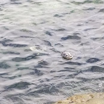 Children's Pool - He's coming this way! - Beaches Near Me - La Jolla, California Children's Pool - He's coming this way! - Beaches Near Me - La Jolla, California