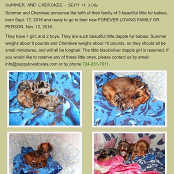 Puppy Love Doxies - Here's her website so you can see her business page. - Pet Services Near Me Puppy Love Doxies - Here's her website so you can see her business page. - Pet Services Near Me