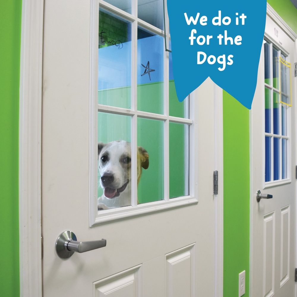 Hounds Town - Cincinnati - Madisonville - pet boarding facility in Cincinnati, OH