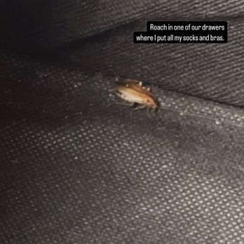 Riverwalk Apartments - Roach in our drawers where we put our own clothes - Apartments Near Me - Dallas, Texas Riverwalk Apartments - Roach in our drawers where we put our own clothes - Apartments Near Me - Dallas, Texas