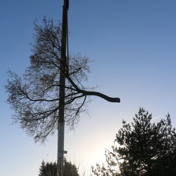 TH Trees Limited - TH using cranes to expertly remove an oak. - Tree Services Near Me - Rayleigh, ESS TH Trees Limited - TH using cranes to expertly remove an oak. - Tree Services Near Me - Rayleigh, ESS