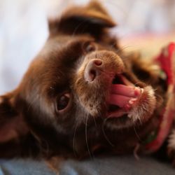 Triple Focus Photography  - Pet portrait - soft focus style