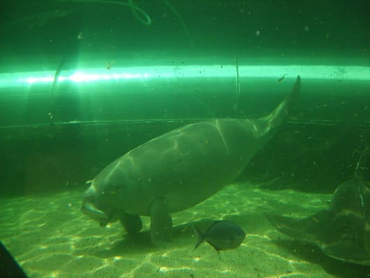 SEA LIFE Sydney Aquarium by null
