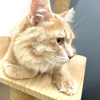 Goodvets - Wynwood - Omalley - Veterinarians Near Me - Miami, Florida