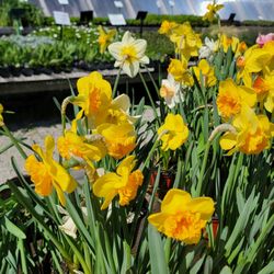 Peckham's Greenhouse