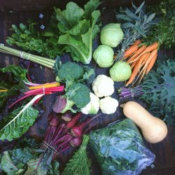 Love Grows CSA - Veggies going strong in the winter! Post-season CSA share from Dec. 8 2016.