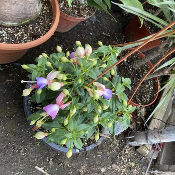 Mezcala Nursery - My favorite find today!!!! This fuschia is a stunner! - Nurseries & Gardening Near Me - Long Beach, California Mezcala Nursery - My favorite find today!!!! This fuschia is a stunner! - Nurseries & Gardening Near Me - Long Beach, California