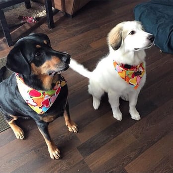Bubble Tubs For Dogs - Always has cute bandanas to add to the awesome groom. - Pet Groomers Near Me - Kennesaw, Georgia Bubble Tubs For Dogs - Always has cute bandanas to add to the awesome groom. - Pet Groomers Near Me - Kennesaw, Georgia