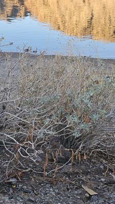 Willow Beach Marina by null