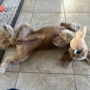 Atlantic Doggery - Pet Groomers Near Me - Pompano Beach, Florida