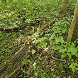 Ritchey Woods Nature Preserve - Fallen trees decorated with fungi.