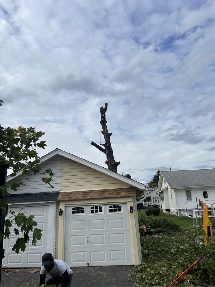 JONES TREE SERVICES 39 Photos & 10 Reviews Havertown, PA Yelp