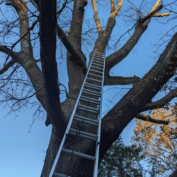 Paddy Tree Experts - Tree Services Near Me - Shady Side, Maryland Paddy Tree Experts - Tree Services Near Me - Shady Side, Maryland