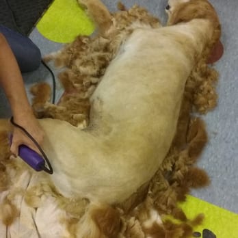 Mud Puppies - Special needs golden retriever no problem - Pet Groomers Near Me - Lexington, South Carolina