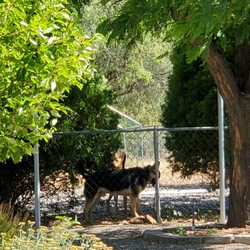 Yavapai Fence - Fence posts installed. ETA on privacy fence, to block these aggressive dogs, unknown.