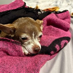 Fix Ur Pet - Julie is tired but lots better.