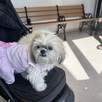 ANIMAL DERMATOLOGY SOUTH - Updated February 2026 - 7741 Congress