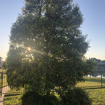 Acadia Tree Care - Tree Services Near Me