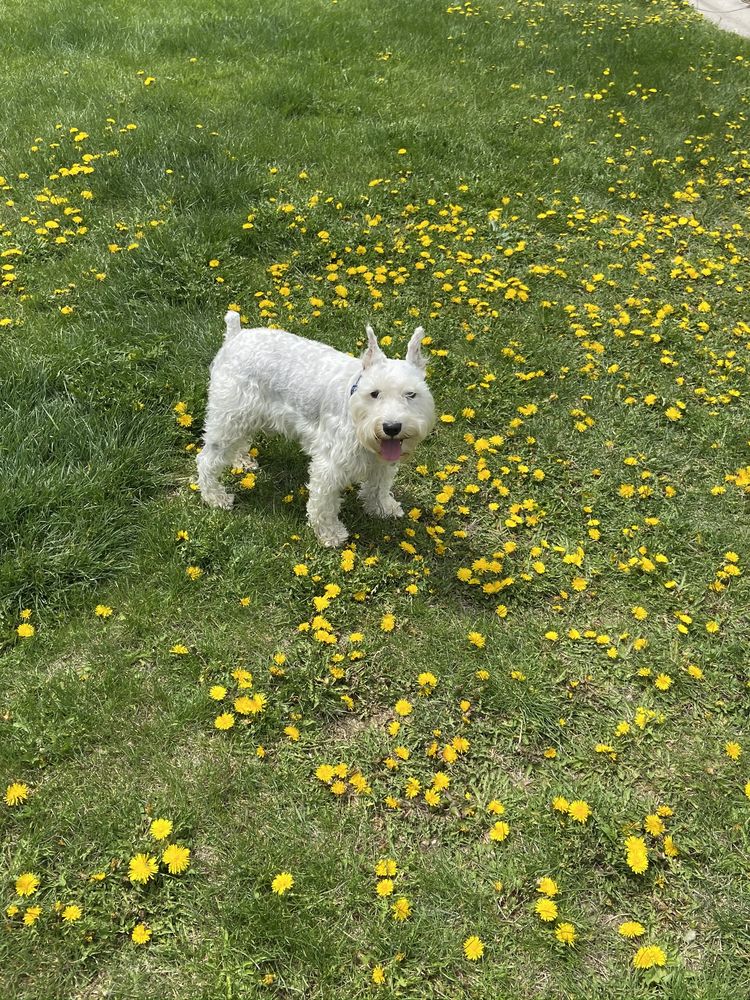 CATS AND DOGS BY JAY PET GROOMING Updated August 2024 224 E 29th St