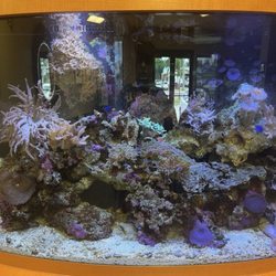 Aquarium Quest - Live corral with tropical fish