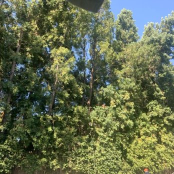 JBS Tree Care - The before picture. - Tree Services Near Me - Pomona, California
