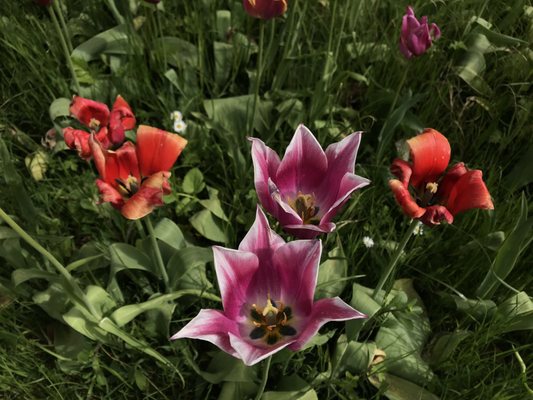 Botaniska trädgården by null