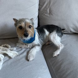 Nutley Animal Hospital - Our Toy Yorkie Fox Terrier, Bono