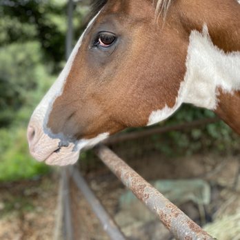 Crystal Bay Farm - Friendly horse - Fruits & Veggies Near Me - Watsonville, California Crystal Bay Farm - Friendly horse - Fruits & Veggies Near Me - Watsonville, California