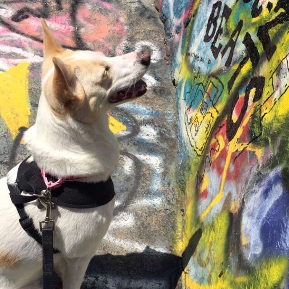 My dog admires graffiti My dog admires graffiti