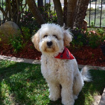 Dogpanion - Pet Training Near Me Dogpanion - Pet Training Near Me