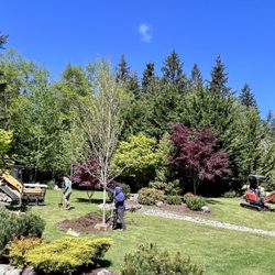 Nursery trees