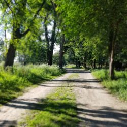 Fullerton Woods