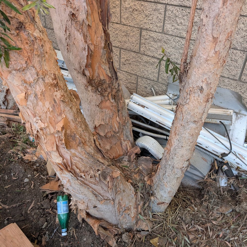 Inexpensive Tree Services - Before - Tree Services Near Me - Los Angeles, California