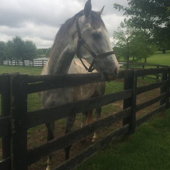 Old Friends - I believe his name is "Bo on TV" or something close to that, very sweet boy - Horse Racing Near Me - Georgetown, Kentucky Old Friends - I believe his name is "Bo on TV" or something close to that, very sweet boy - Horse Racing Near Me - Georgetown, Kentucky
