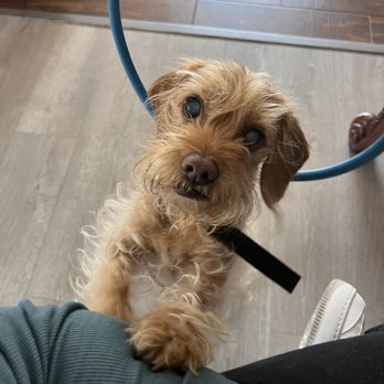 Eye Care for Animals - Pasadena - Veterinarians Near Me - Pasadena, California Eye Care for Animals - Pasadena - Veterinarians Near Me - Pasadena, California