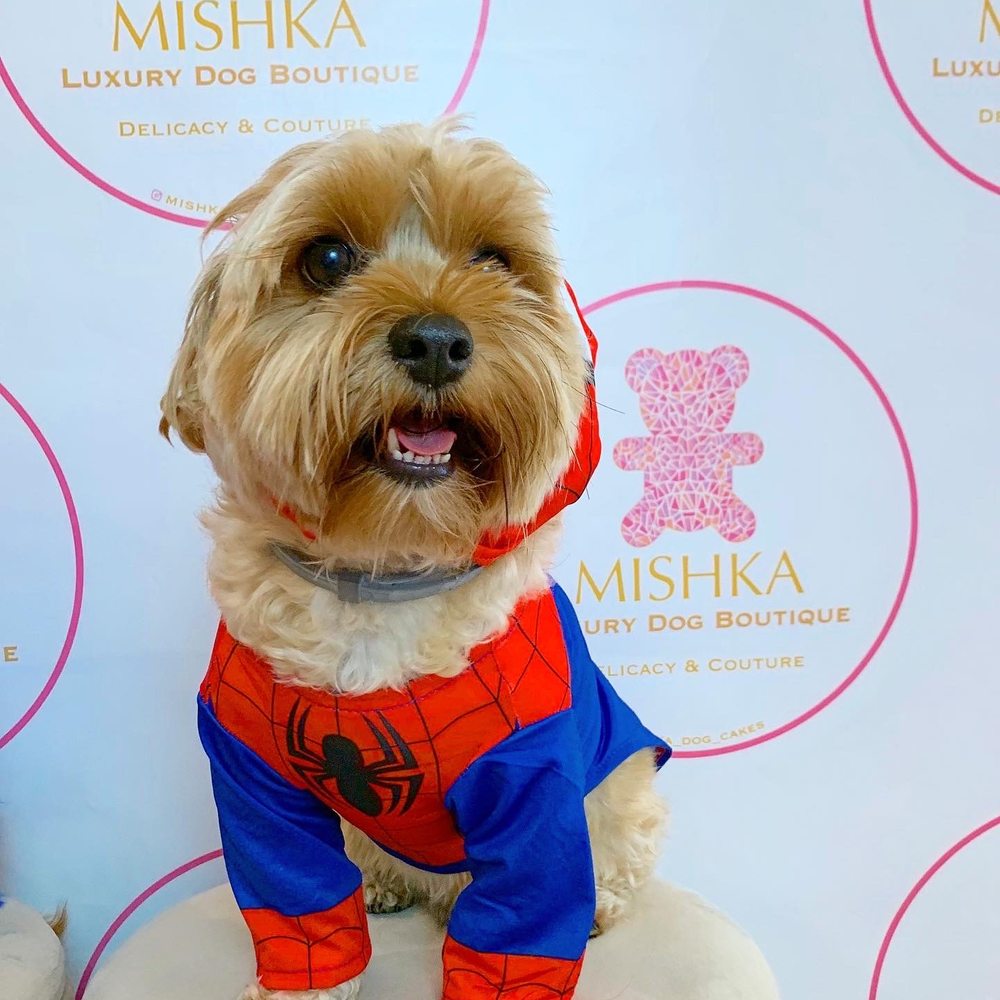 Mishka - Feeling fab - Pet Stores Near Me - San Francisco, California Mishka - Feeling fab - Pet Stores Near Me - San Francisco, California