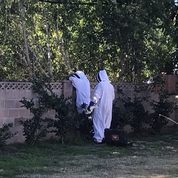 Budget Bee Services - Pest Control Near Me - Granada Hills, California Budget Bee Services - Pest Control Near Me - Granada Hills, California