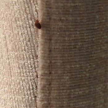 New Spirit Vacation Homes - Bedbug in upstair bed - Vacation Rental Agents Near Me - Idyllwild, California