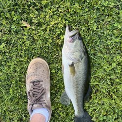 Settlers Pond