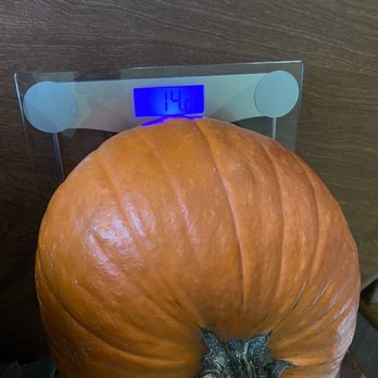 Fog Willow Farms - The pumpkin weight 14.8 lbs - Attraction Farms Near Me - Wilton, California Fog Willow Farms - The pumpkin weight 14.8 lbs - Attraction Farms Near Me - Wilton, California