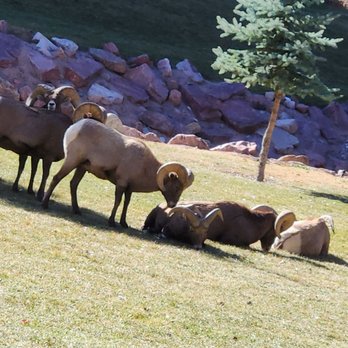 The Navigators - Sheep herd - Churches Near Me - Colorado Springs, Colorado