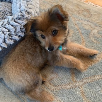 What The Fluff - Pet Groomers Near Me - Saugerties, New York