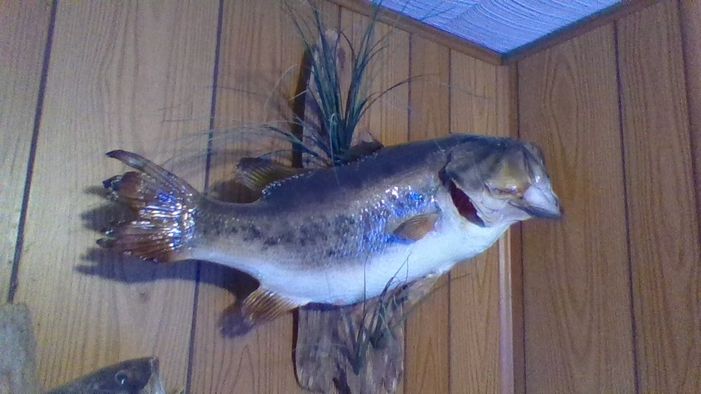 Tnn Guide Service Logo