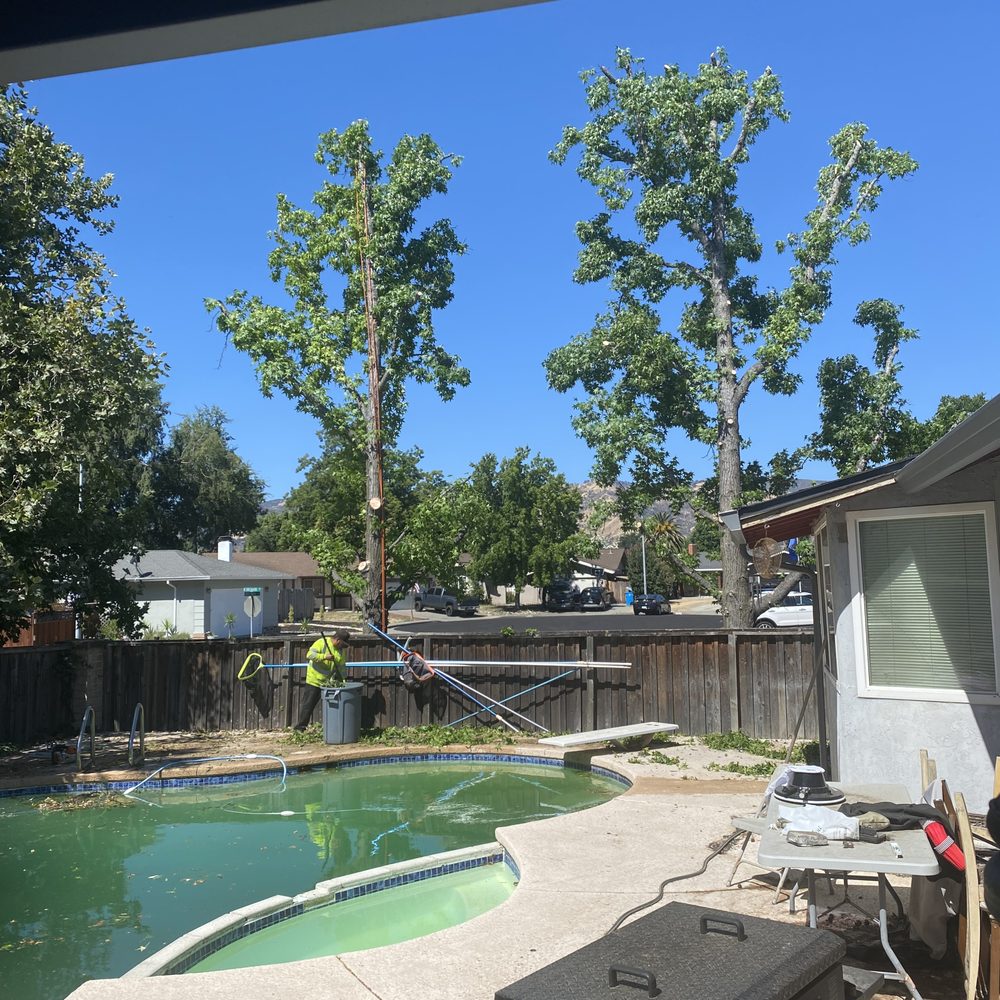 Extreme Tree Service - Tree Services Near Me - Olivehurst, California Extreme Tree Service - Tree Services Near Me - Olivehurst, California