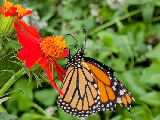 Buffalo and Erie County Botanical Gardens by null